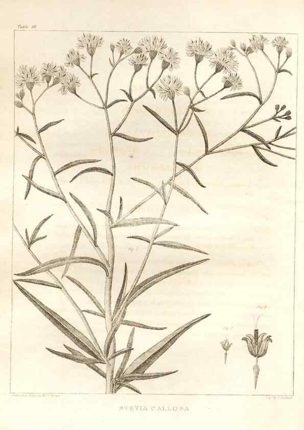 Reproducción/Reproduction 7176416403: A flora of North America :. Philadelphia :M. Carey & Sons,1821-23.