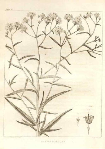 Reproducción/Reproduction 7176416403: A flora of North America :. Philadelphia :M. Carey & Sons,1821-23.