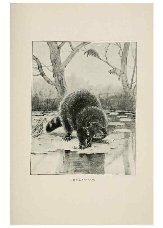 Reproducción/Reproduction 7176417003: Four-footed Americans and their kin /. New York :Macmillan,1898, t.p. 1901.