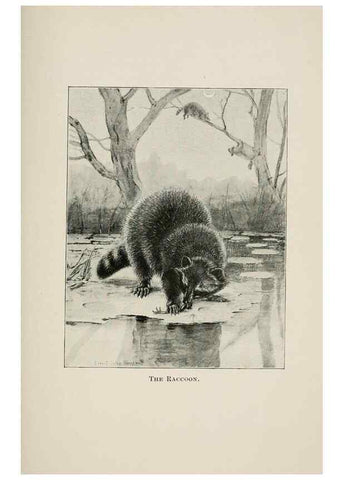 Reproducción/Reproduction 7176417003: Four-footed Americans and their kin /. New York :Macmillan,1898, t.p. 1901.