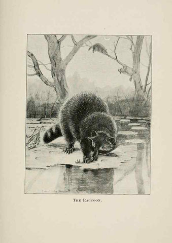 Reproducción/Reproduction 7176417003: Four-footed Americans and their kin /. New York :Macmillan,1898, t.p. 1901.
