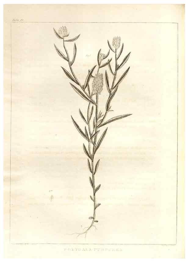 Reproducción/Reproduction 7176417397: A flora of North America :. Philadelphia :M. Carey & Sons,1821-23.