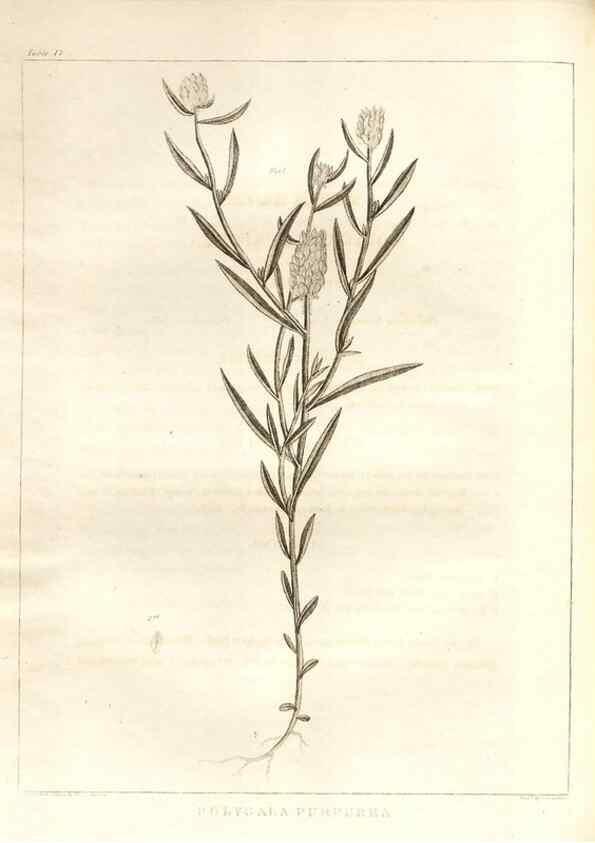 Reproducción/Reproduction 7176417397: A flora of North America :. Philadelphia :M. Carey & Sons,1821-23.