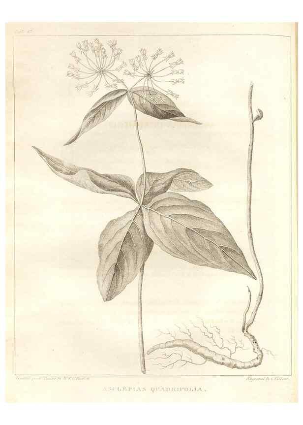 Reproducción/Reproduction 7176414115: A flora of North America :. Philadelphia :M. Carey & Sons,1821-23.