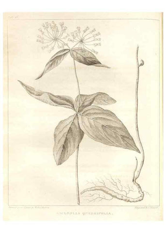 Reproducción/Reproduction 7176414115: A flora of North America :. Philadelphia :M. Carey & Sons,1821-23.