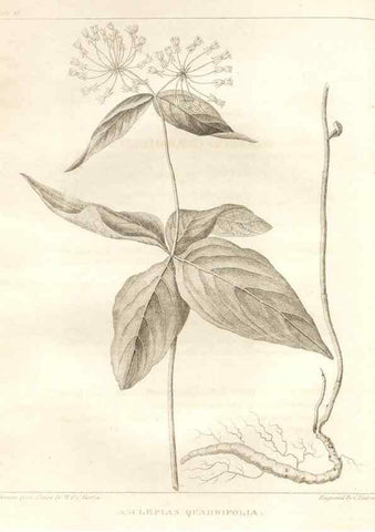 Reproducción/Reproduction 7176414115: A flora of North America :. Philadelphia :M. Carey & Sons,1821-23.