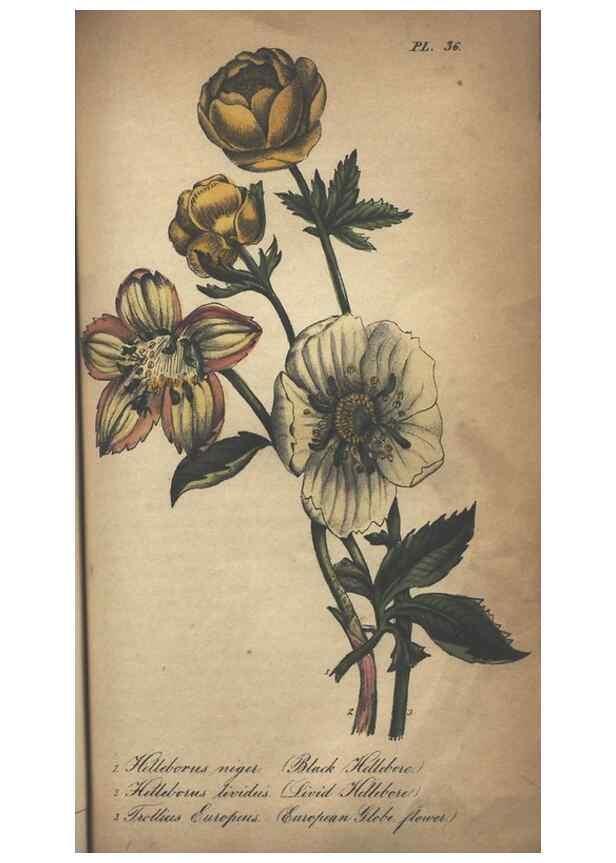 Reproducción/Reproduction 7351624908: The illustrated botany :. New York :J.K. Wellman,1846-1847.