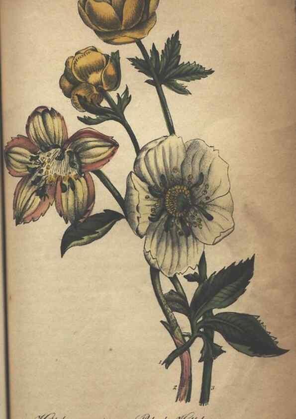 Reproducción/Reproduction 7351624908: The illustrated botany :. New York :J.K. Wellman,1846-1847.