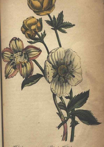 Reproducción/Reproduction 7351624908: The illustrated botany :. New York :J.K. Wellman,1846-1847.