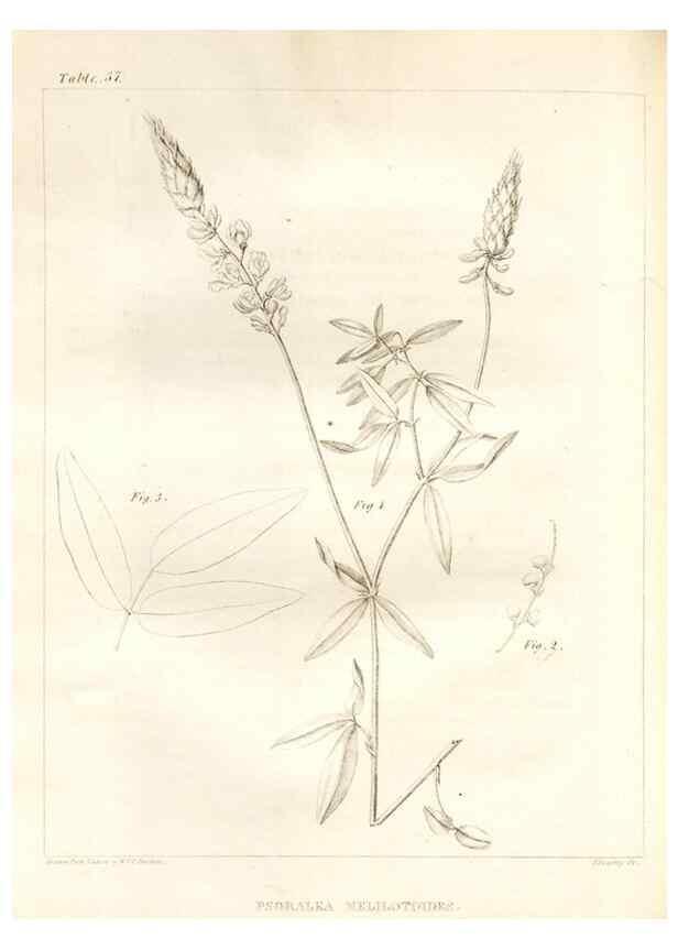 Reproducción/Reproduction 7176427839: A flora of North America :. Philadelphia :M. Carey & Sons,1821-23.