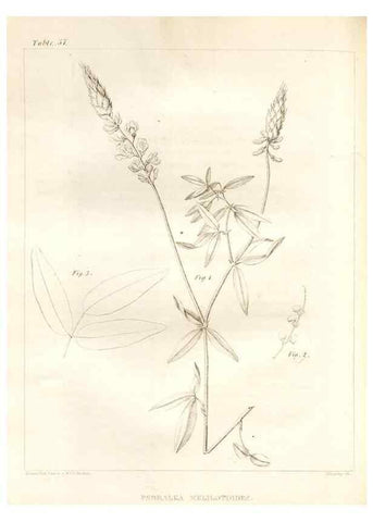 Reproducción/Reproduction 7176427839: A flora of North America :. Philadelphia :M. Carey & Sons,1821-23.