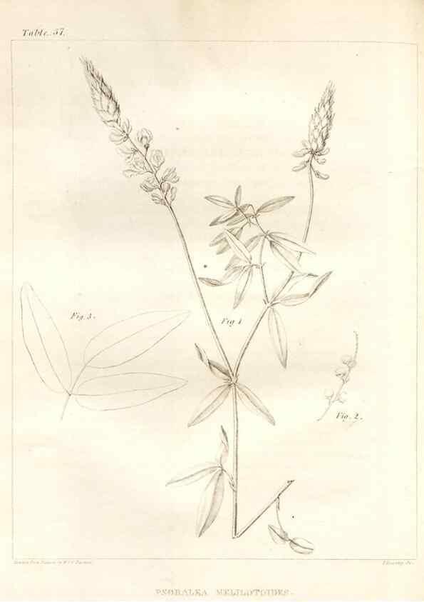 Reproducción/Reproduction 7176427839: A flora of North America :. Philadelphia :M. Carey & Sons,1821-23.