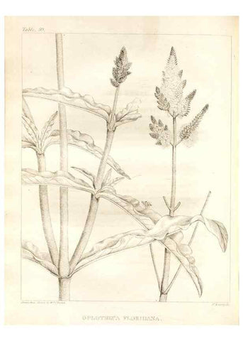 Reproducción/Reproduction 7176428981: A flora of North America :. Philadelphia :M. Carey & Sons,1821-23.