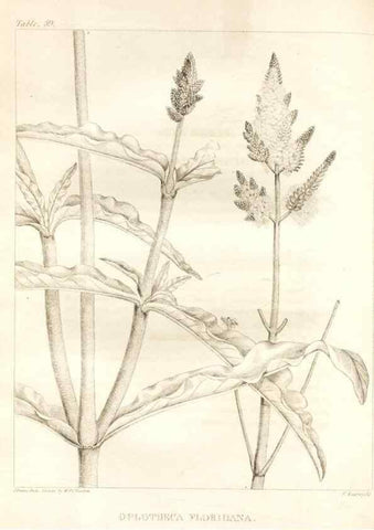 Reproducción/Reproduction 7176428981: A flora of North America :. Philadelphia :M. Carey & Sons,1821-23.