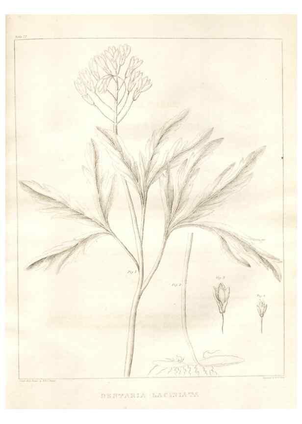 Reproducción/Reproduction 7361678480: A flora of North America :. Philadelphia :M. Carey & Sons,1821-23.