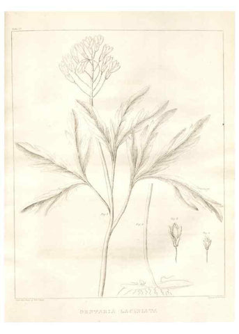 Reproducción/Reproduction 7361678480: A flora of North America :. Philadelphia :M. Carey & Sons,1821-23.