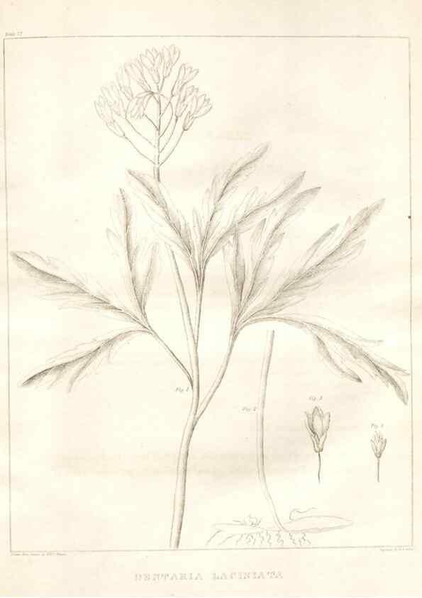 Reproducción/Reproduction 7361678480: A flora of North America :. Philadelphia :M. Carey & Sons,1821-23.