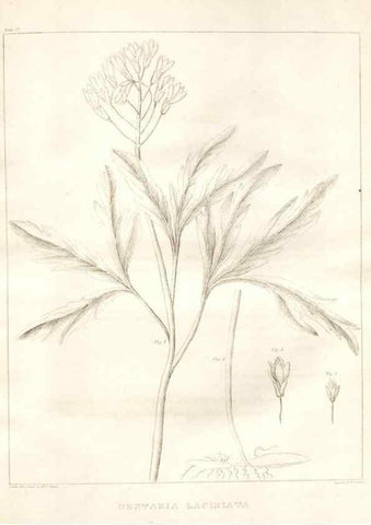 Reproducción/Reproduction 7361678480: A flora of North America :. Philadelphia :M. Carey & Sons,1821-23.