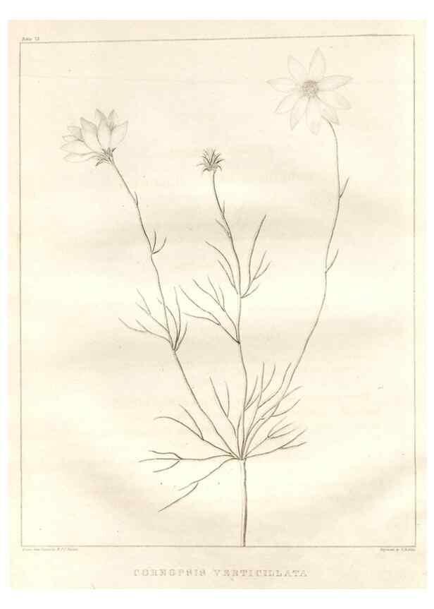 Reproducción/Reproduction 7361679276: A flora of North America :. Philadelphia :M. Carey & Sons,1821-23.