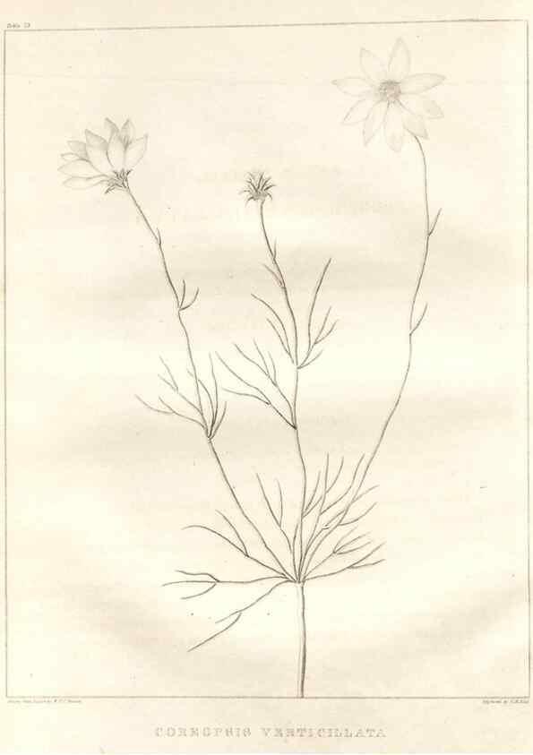 Reproducción/Reproduction 7361679276: A flora of North America :. Philadelphia :M. Carey & Sons,1821-23.
