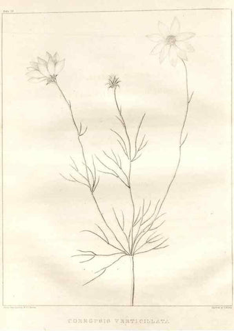 Reproducción/Reproduction 7361679276: A flora of North America :. Philadelphia :M. Carey & Sons,1821-23.