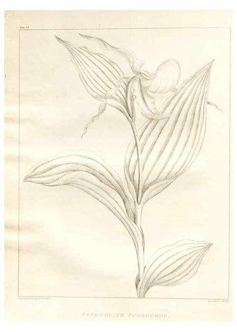 Reproducción/Reproduction 7176455293: A flora of North America :. Philadelphia :M. Carey & Sons,1821-23.