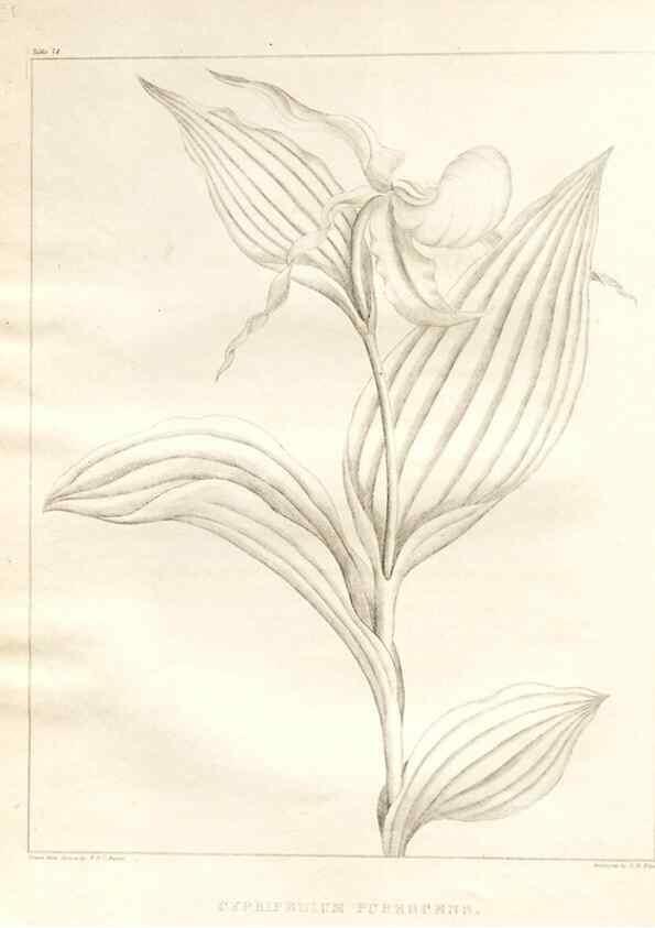 Reproducción/Reproduction 7176455293: A flora of North America :. Philadelphia :M. Carey & Sons,1821-23.
