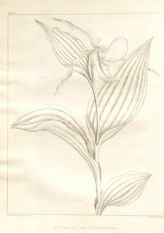 Reproducción/Reproduction 7176455293: A flora of North America :. Philadelphia :M. Carey & Sons,1821-23.