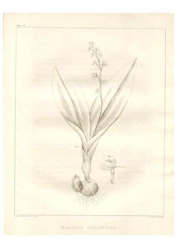 Reproducción/Reproduction 7176455805: A flora of North America :. Philadelphia :M. Carey & Sons,1821-23.
