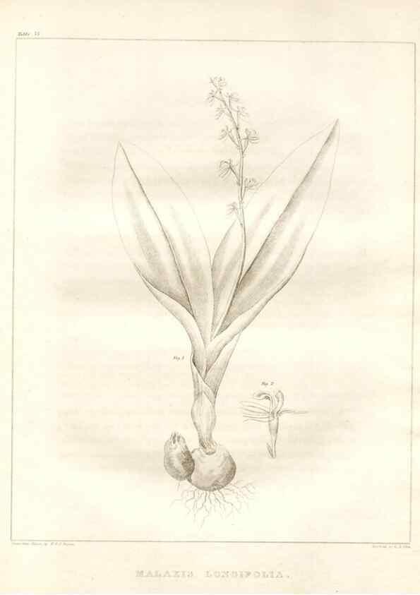 Reproducción/Reproduction 7176455805: A flora of North America :. Philadelphia :M. Carey & Sons,1821-23.