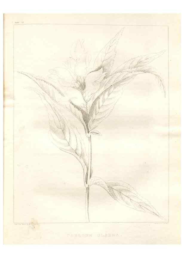 Reproducción/Reproduction 7361681390: A flora of North America :. Philadelphia :M. Carey & Sons,1821-23.