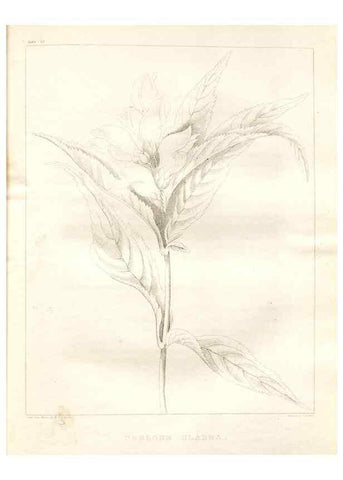 Reproducción/Reproduction 7361681390: A flora of North America :. Philadelphia :M. Carey & Sons,1821-23.
