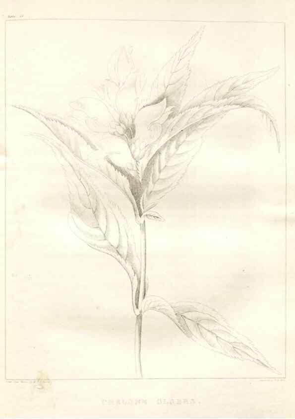 Reproducción/Reproduction 7361681390: A flora of North America :. Philadelphia :M. Carey & Sons,1821-23.