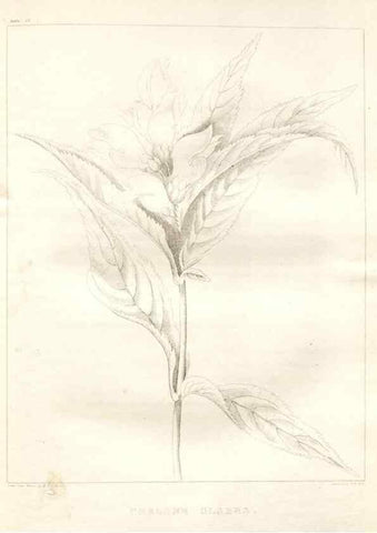 Reproducción/Reproduction 7361681390: A flora of North America :. Philadelphia :M. Carey & Sons,1821-23.