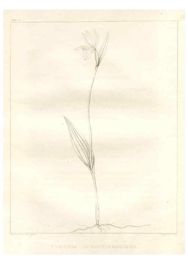Reproducción/Reproduction 7176457427: A flora of North America :. Philadelphia :M. Carey & Sons,1821-23.