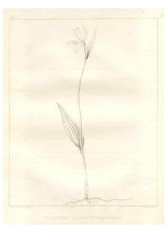 Reproducción/Reproduction 7176457427: A flora of North America :. Philadelphia :M. Carey & Sons,1821-23.