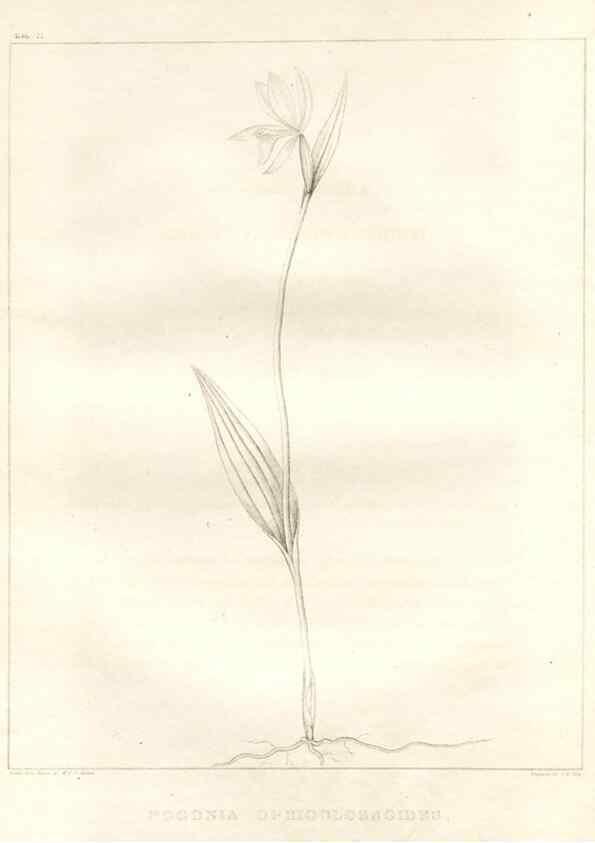 Reproducción/Reproduction 7176457427: A flora of North America :. Philadelphia :M. Carey & Sons,1821-23.