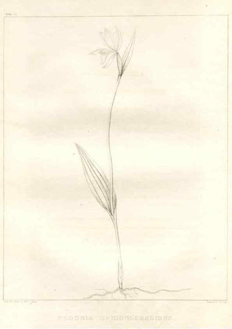 Reproducción/Reproduction 7176457427: A flora of North America :. Philadelphia :M. Carey & Sons,1821-23.