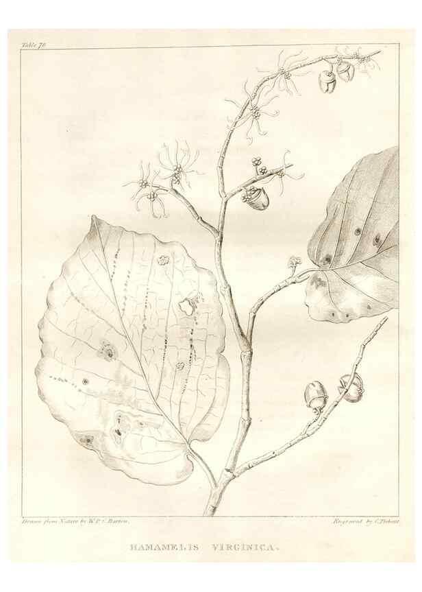Reproducción/Reproduction 7361682702: A flora of North America :. Philadelphia :M. Carey & Sons,1821-23.