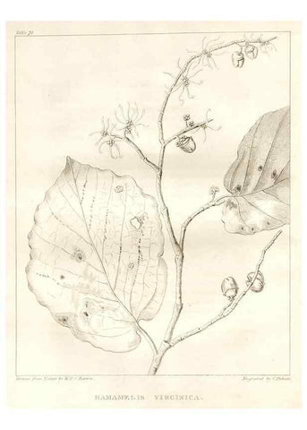 Reproducción/Reproduction 7361682702: A flora of North America :. Philadelphia :M. Carey & Sons,1821-23.