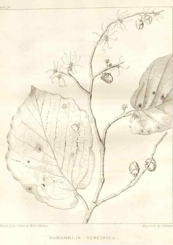 Reproducción/Reproduction 7361682702: A flora of North America :. Philadelphia :M. Carey & Sons,1821-23.