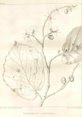 Reproducción/Reproduction 7361682702: A flora of North America :. Philadelphia :M. Carey & Sons,1821-23.