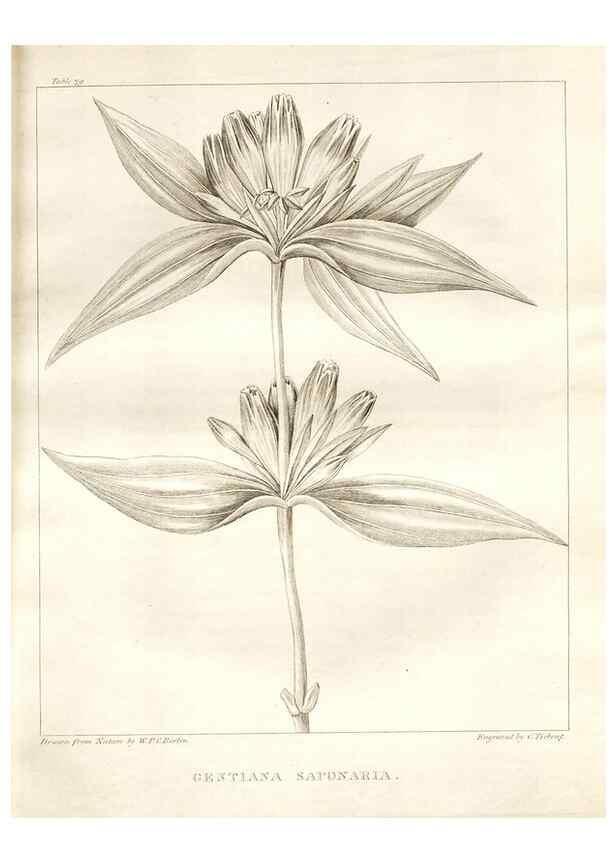 Reproducción/Reproduction 7361683294: A flora of North America :. Philadelphia :M. Carey & Sons,1821-23.