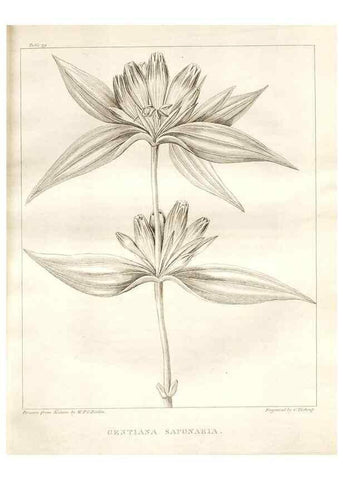 Reproducción/Reproduction 7361683294: A flora of North America :. Philadelphia :M. Carey & Sons,1821-23.