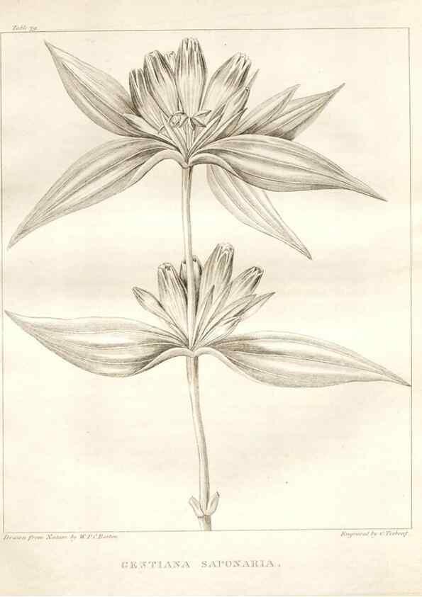 Reproducción/Reproduction 7361683294: A flora of North America :. Philadelphia :M. Carey & Sons,1821-23.