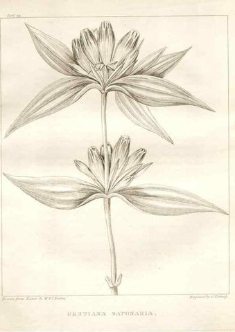 Reproducción/Reproduction 7361683294: A flora of North America :. Philadelphia :M. Carey & Sons,1821-23.