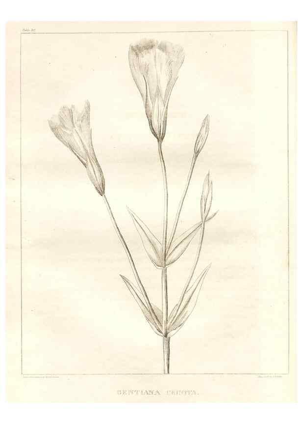 Reproducción/Reproduction 7176459341: A flora of North America :. Philadelphia :M. Carey & Sons,1821-23.