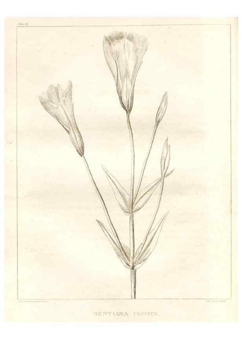 Reproducción/Reproduction 7176459341: A flora of North America :. Philadelphia :M. Carey & Sons,1821-23.