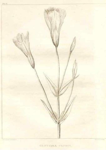 Reproducción/Reproduction 7176459341: A flora of North America :. Philadelphia :M. Carey & Sons,1821-23.
