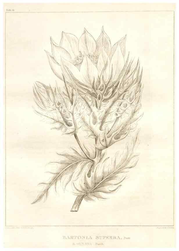 Reproducción/Reproduction 7361685106: A flora of North America :. Philadelphia :M. Carey & Sons,1821-23.